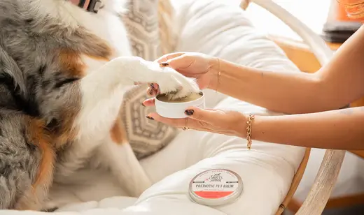 Keeping Your Dog Cool in High Summer Heat: Essential Tips and Tricks