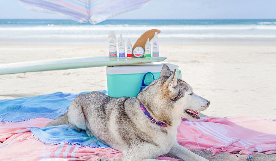 Dive In: The Ultimate Guide to Dog Swimming Pools and Swim Safety