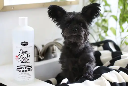 What to Do When Your Dog Gets Skunked: Effective Tips and Tricks