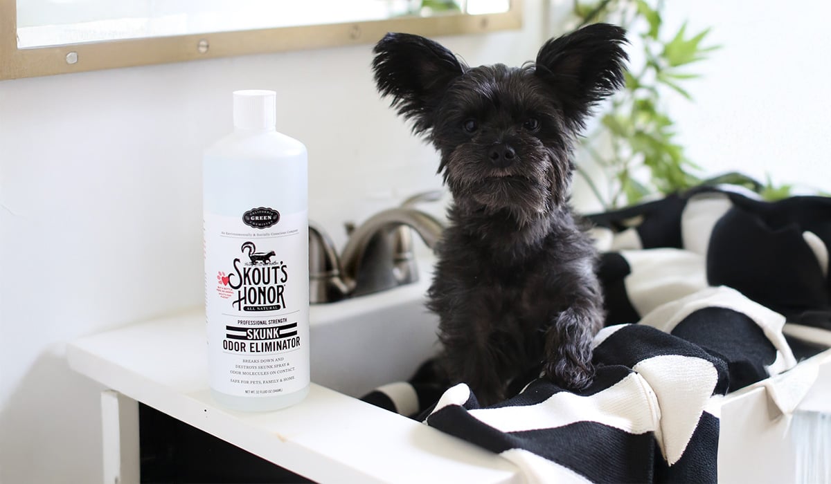 What to Do When Your Dog Gets Skunked: Effective Tips and Tricks