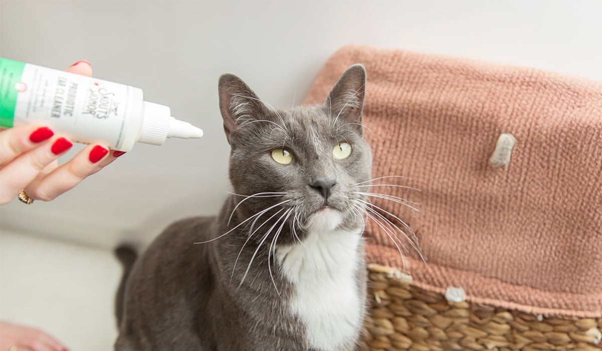 How to Clean Your Cat’s Ears Safely and Effectively